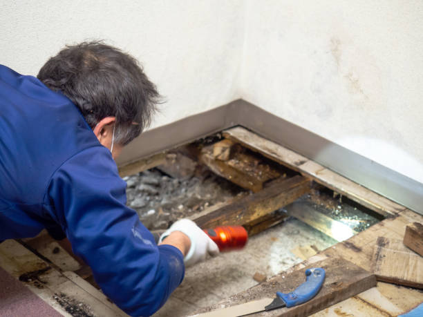 Best White Mold Remediation in Ashwaubenon, WI