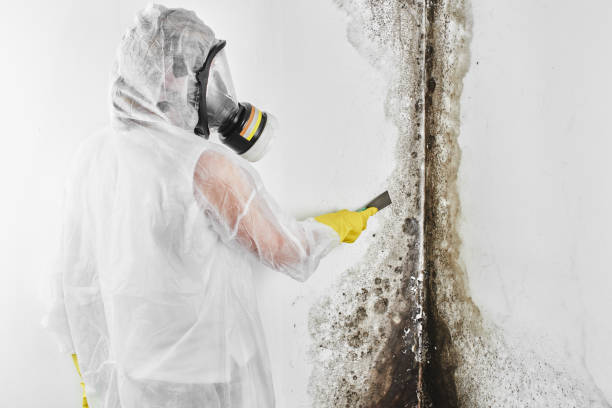 Best Post-Flood Mold Remediation in Ashwaubenon, WI