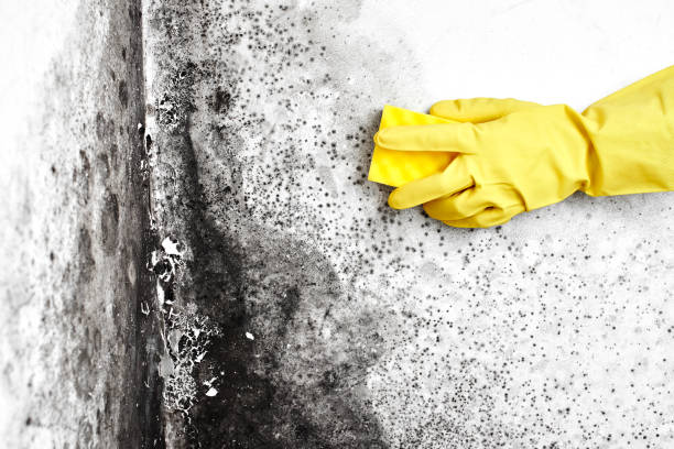 Best Commercial Mold Remediation in Ashwaubenon, WI