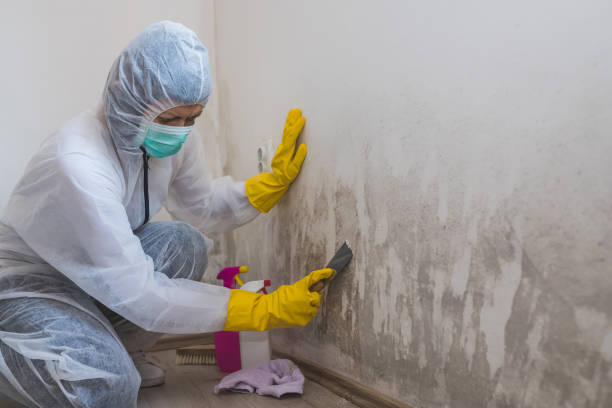 Best Emergency Mold Remediation in Ashwaubenon, WI