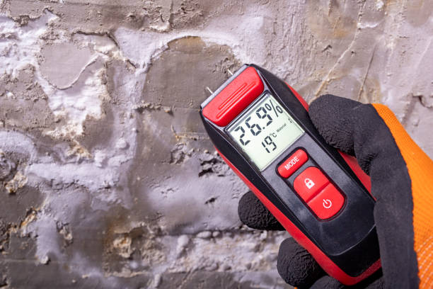 Best Black Mold Remediation in Ashwaubenon, WI