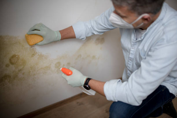 Best Mold Remediation for Schools in Ashwaubenon, WI