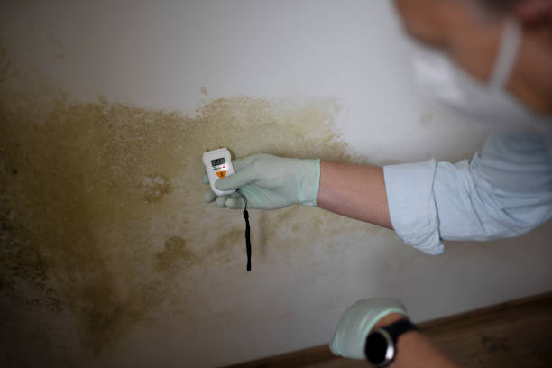 Best Mold Testing and Inspection Services in Ashwaubenon, WI