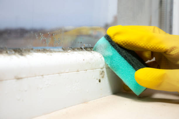 Professional Mold Remediation in Ashwaubenon, WI