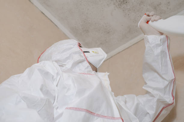 Best Attic Mold Remediation in Ashwaubenon, WI