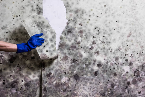 Best Insurance-Related Mold Remediation in Ashwaubenon, WI