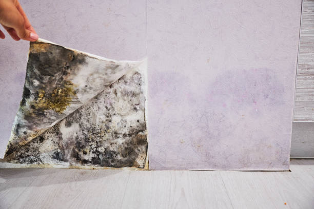 Best Mold Testing and Inspection Services in Ashwaubenon, WI
